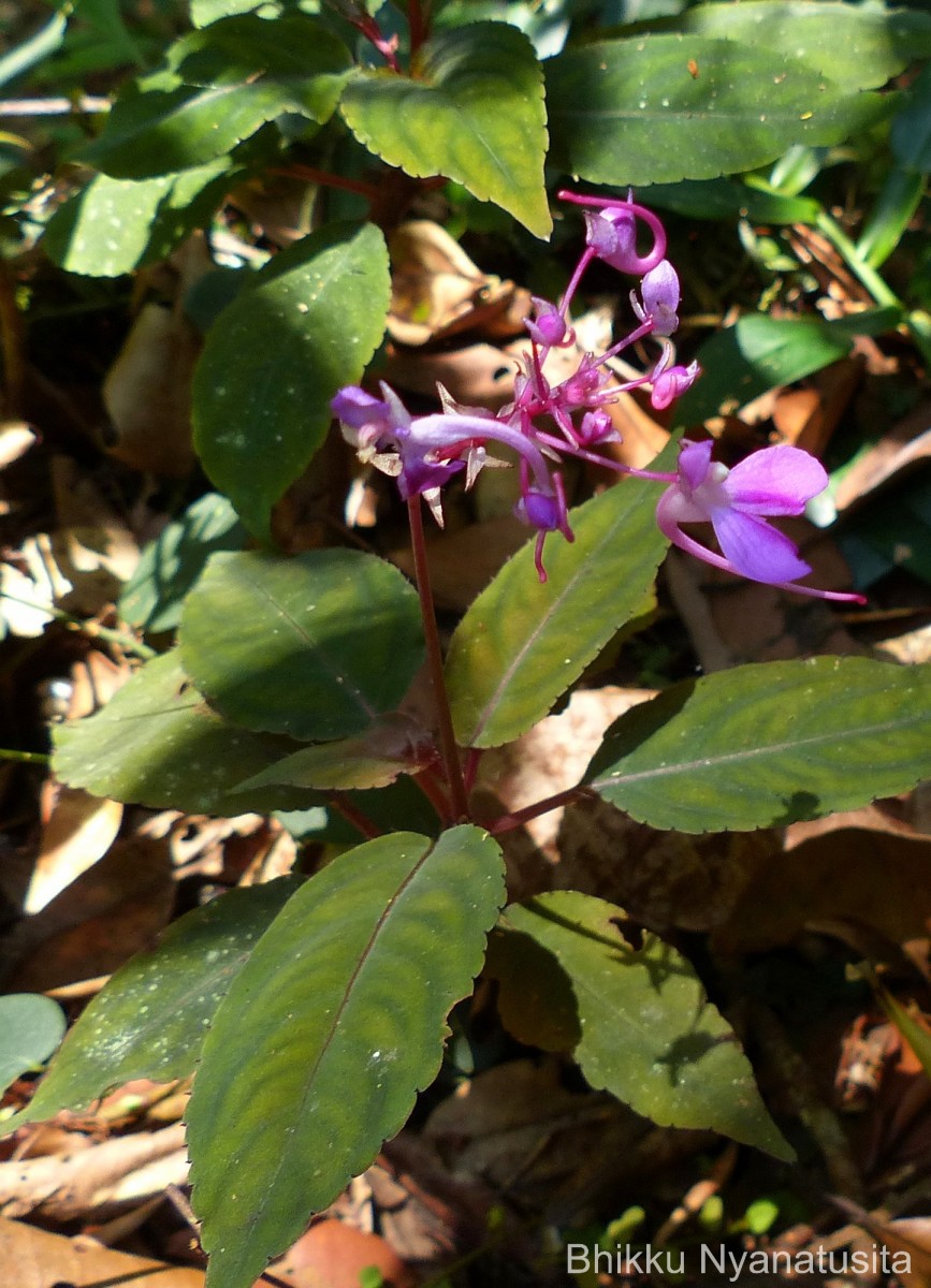 Impatiens arnottii Thwaites